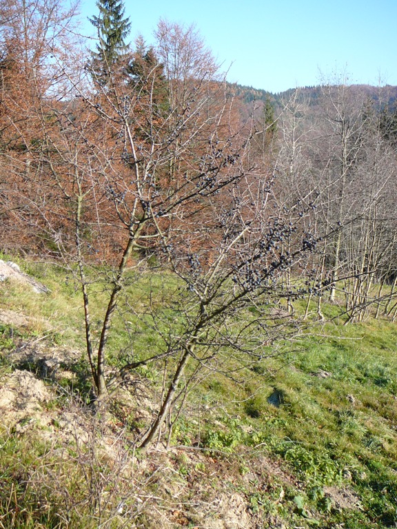 P1090985